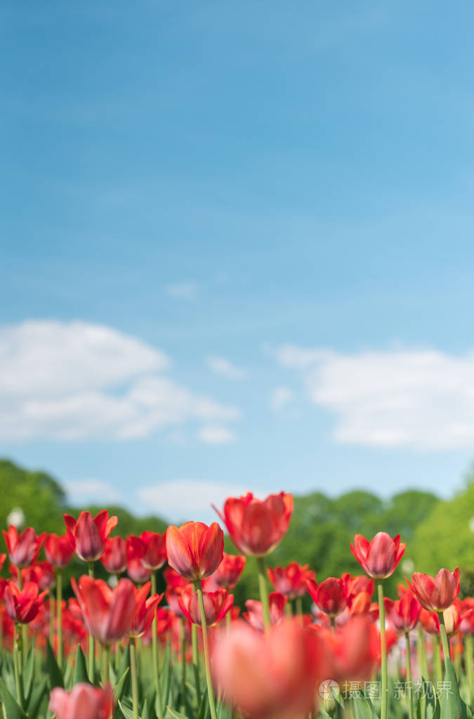 公园里有许多红色的郁金香花,蓝天白云.春天极度模糊的背景.