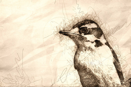 绒毛啄木鸟剖面图图片