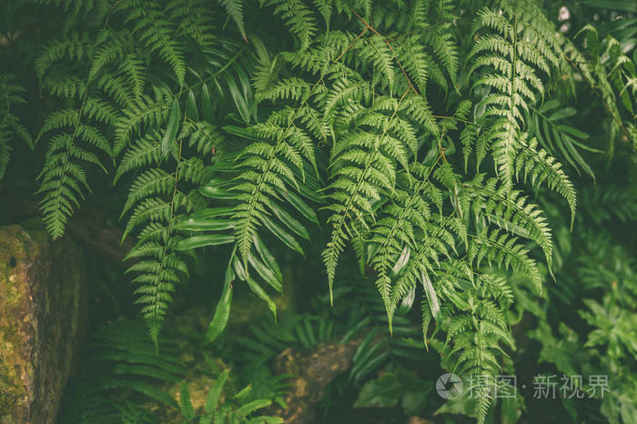 热带蕨类植物的绿叶绿色丛林的夏季背脊