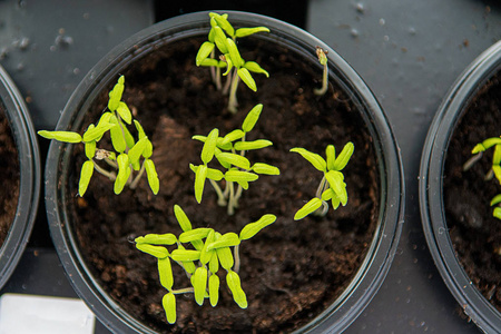 春播.在家里窗台上用盒子里的种子培育的早期幼苗.照片