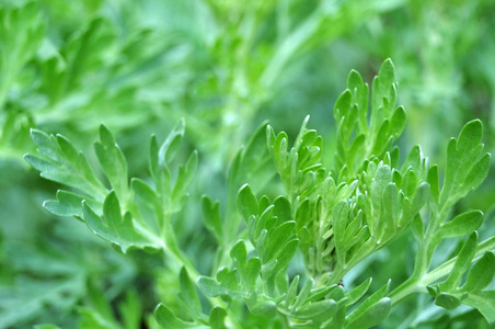 一瓶艾草精油配上新鲜艾叶艾属植物,篓莴属植物 艾叶鲜艾叶艾叶推荐
