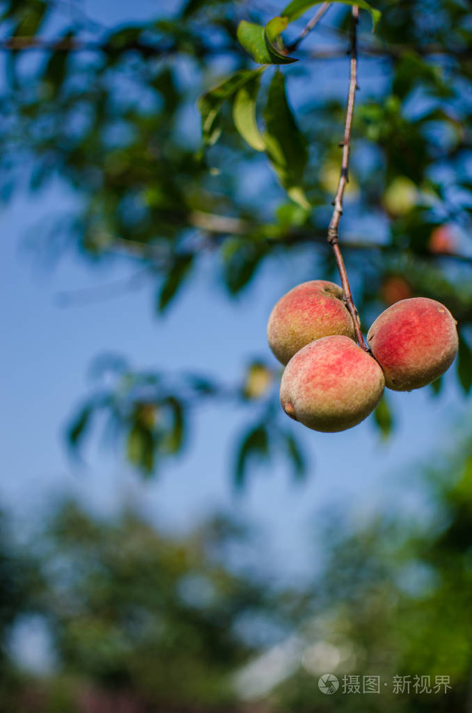 硕果累累桃子长在树枝上