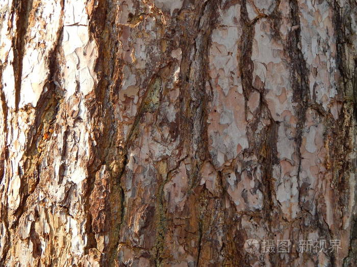 鼻子上的树叶树枝和针叶的纹理