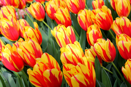 红黄相间的郁金香头照片