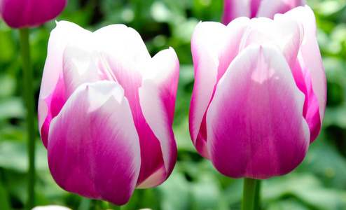 两朵带阳光的粉红头郁金香照片