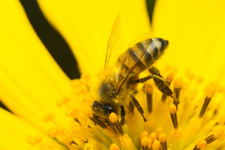 工作的蜜蜂在花上图片