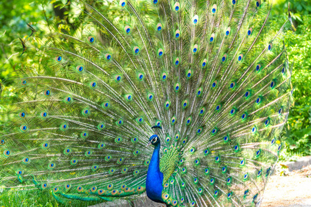 五颜六色,羽毛美丽的鸟在草地上散步.孔雀鸟画像照片