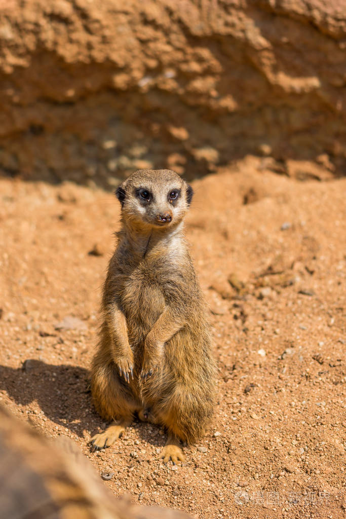 野生猫鼬(拉丁名suricata suricatta).非洲动物在地上行走的细节.