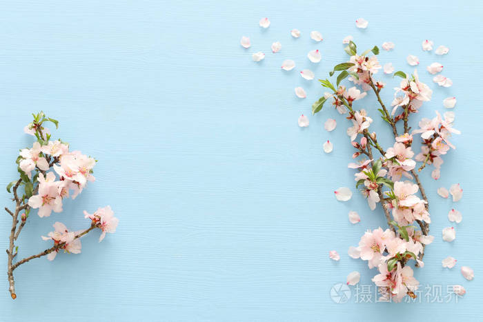 春天白色樱花树的照片在淡蓝色的木质背景上俯视平放