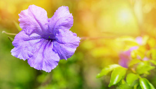 紫芸香花在春天的花园里盛开图片