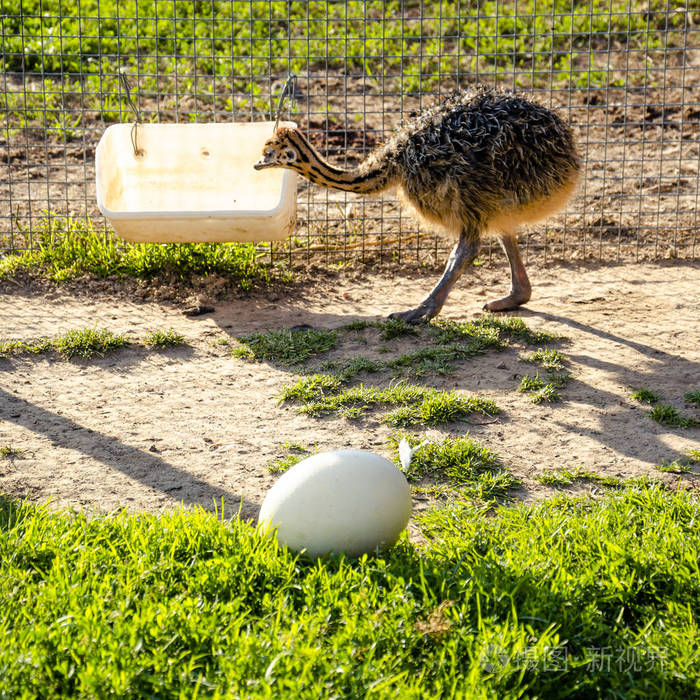 农场里的小鸵鸟宝宝,绿草地上放着大鸡蛋.照片-正版商用图片2gxydk-摄