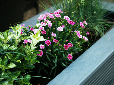 stimoryne.佩妮 nyctaginiflora精致的花朵.花粉红色.灌木牵牛花.