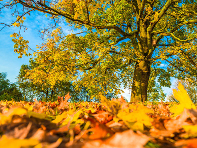 落叶树林户外公园收集了美丽多彩的秋叶/绿,黄,橙,红,一个秋色明亮的