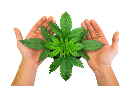 白色背景的大麻 美丽的背景 室内栽培 大麻植物生长的人的手 植被期 大麻叶 俯视图 相似素材图片 摄图新视界 白色背景的大麻 美丽的背景 室内栽培 大麻植物生长的人的手 植被期 大麻叶 俯视图 相似素材图片 摄图新视界