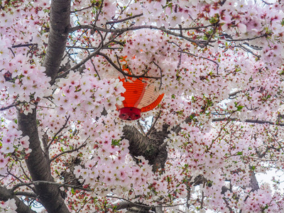 日本樱花灯笼图片