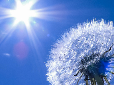 阳光下成熟蒲公英的种子照片