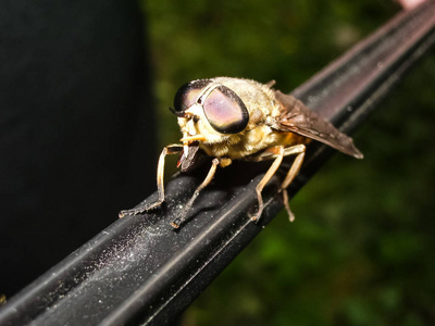 虻图片 虻素材 虻插画 摄图新视界