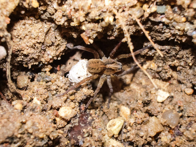 有茧的雌蜘蛛照片