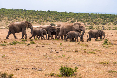 国家公园里的非洲象群图片