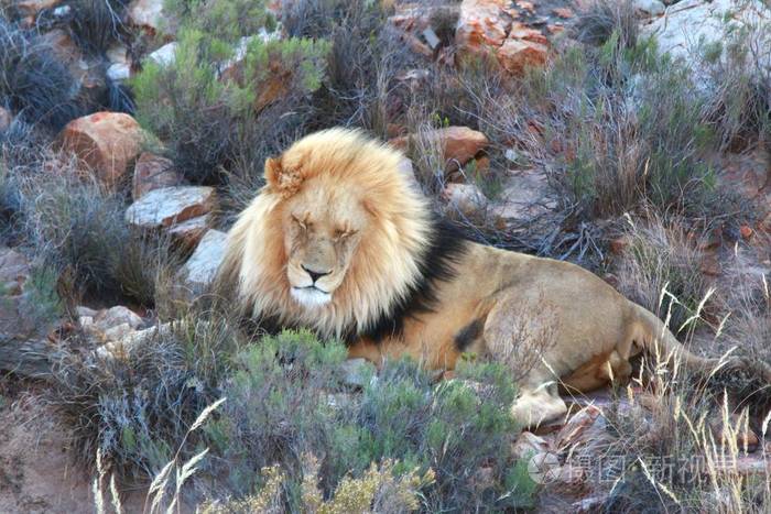 南非开普敦的狮子狩猎