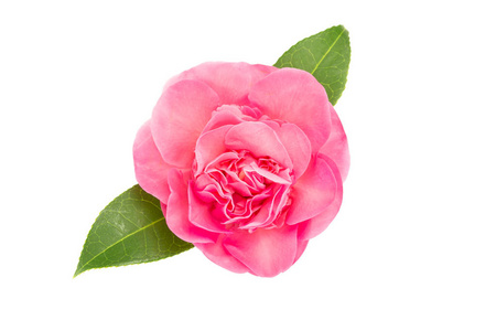 白色背景上孤立的粉红色山茶花照片