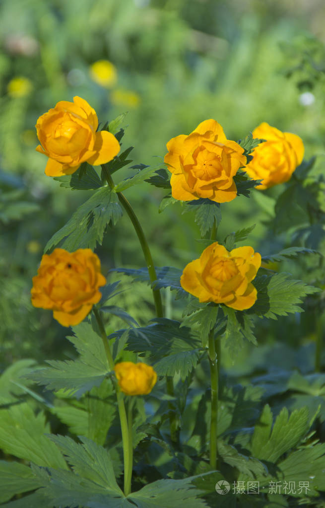 山野植物金莲花