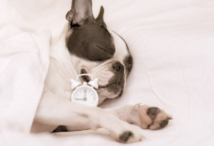 狗种波士顿梗睡过头了,早上睡在床上,旁边是一个白色的小钟,早上九点