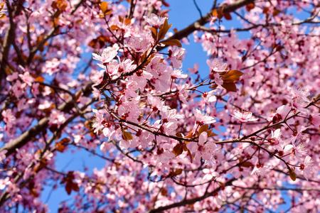 樱花,樱花开着粉红色的花和一些红叶,樱桃树在春天的蓝天背景下照片