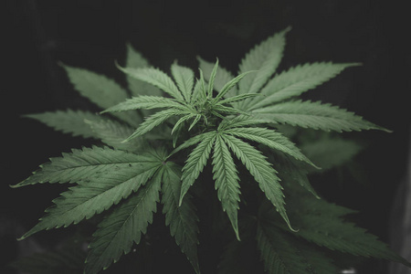 大麻花图片 大麻花素材 大麻花插画 摄图新视界