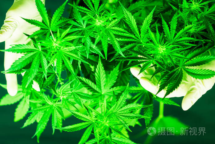 种植杂草 绿色背景 大麻叶 室内种植 大麻花植物靠近了 俯视图 大麻花 医用大麻和大麻合法化 照片 正版商用图片2h0v0q 摄图新视界 种植杂草 绿色背景 大麻叶 室内种植 大麻花植物靠近了 俯视图 大麻花 医用大麻和大麻合法化 照片 正版商用图片2h0v0q 摄图新视界