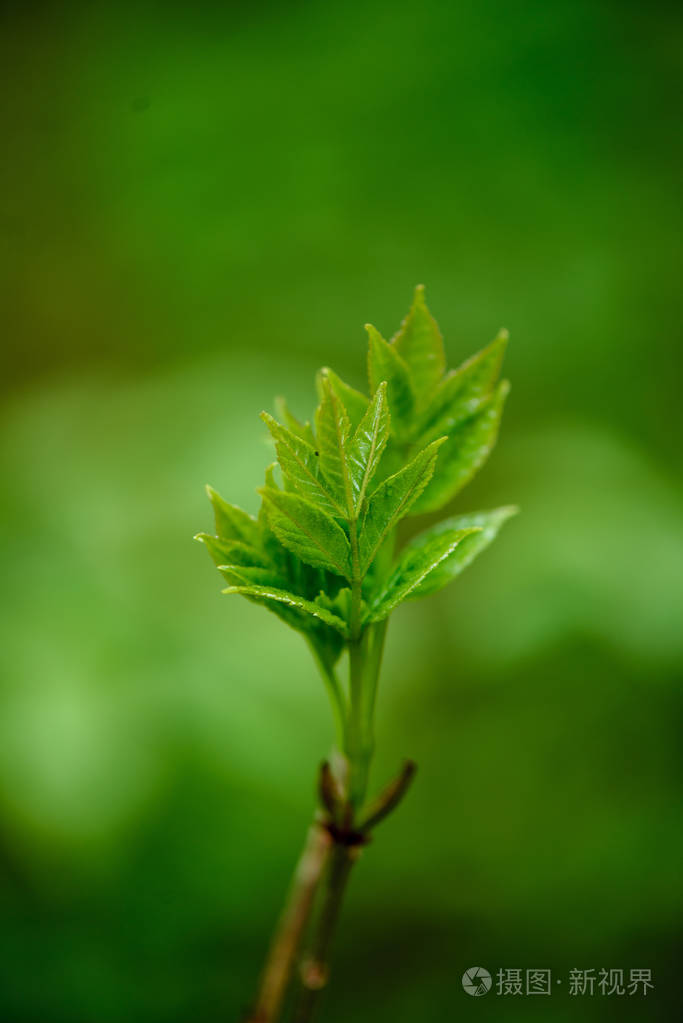 大自然中的绿色春叶宏观特写