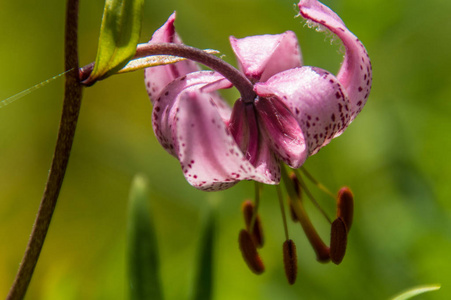 法国卢瓦尔的百合图片一束新鲜的百合花图片粉红色百合花图片更多百合