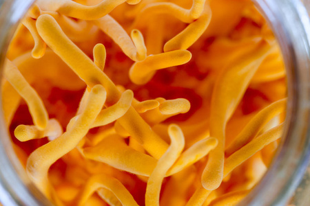 玻璃瓶鲜蛹虫草照片