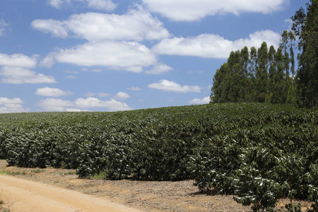 巴西农场花卉咖啡种植园图片
