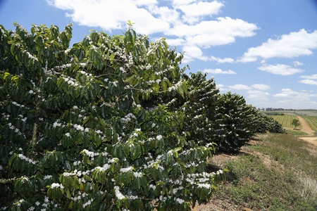 巴西咖啡种植园图片