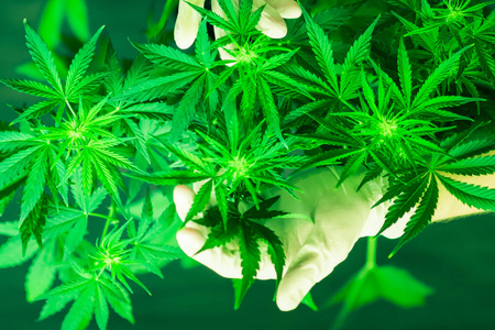 大麻花图片 大麻花素材 大麻花插画 摄图新视界