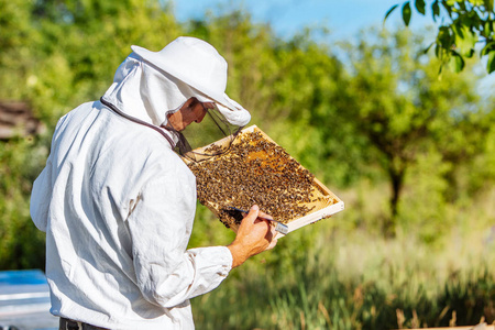 养蜂人取蜜图片