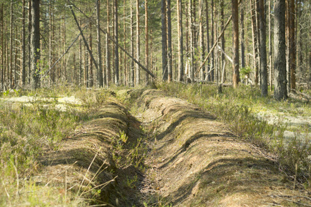 太阳沟松林中的消防沟.森林防火的预防措施.照片
