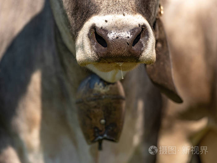 牛鼻子特写牛铃牲畜