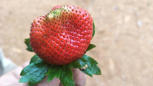 彩色草莓水果特写照片