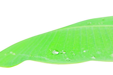清晨带质感水滴的绿香蕉叶图案图片