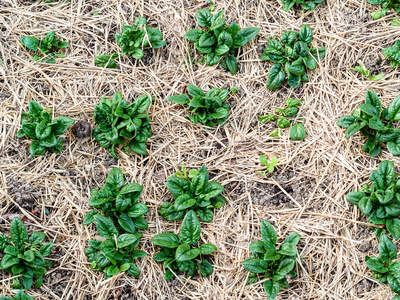在春天绿芽图片
