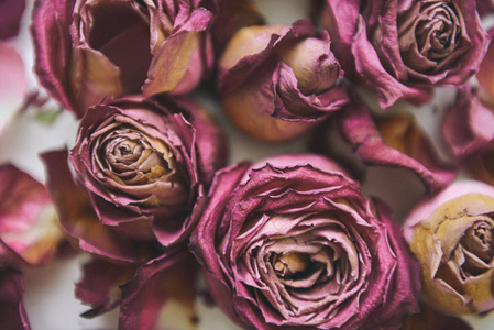 红玫瑰干枯花蕾的特写镜头干红玫瑰干红玫瑰相册和咖啡种子的干燥红