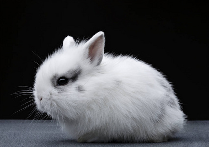 可爱的小耳朵白兔.照片