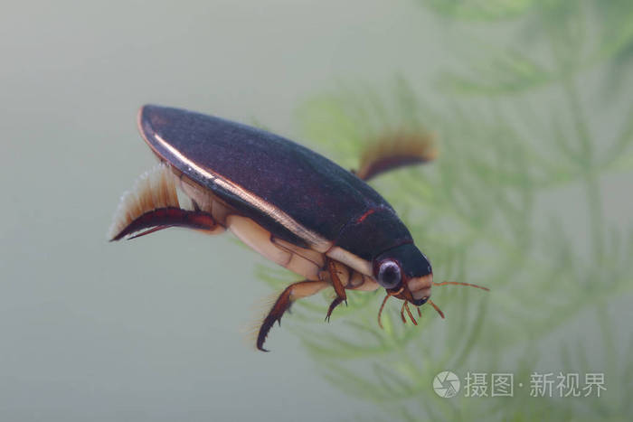 池塘水生植物中的潜水甲虫