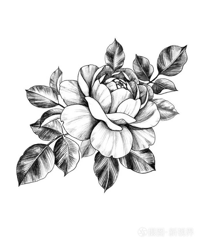 手绘玫瑰花叶