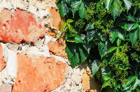 砖墙上的自粘性藤蔓植物图片