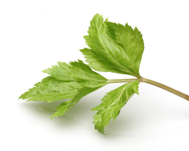 芹菜分支新鲜芹菜茎叶分离照片