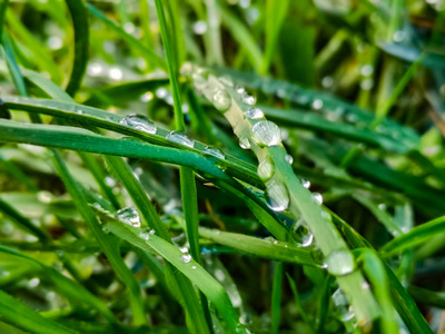 油油的表面绿油油的嫩草照片