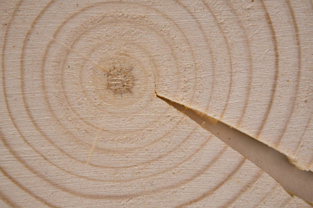 横截面树干图片